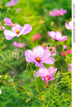 Cosmos Cosmos 67127207