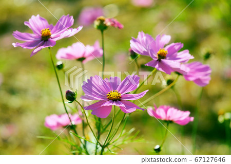 Cosmos 67127646