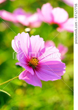 Autumn (Cosmos) 67127736