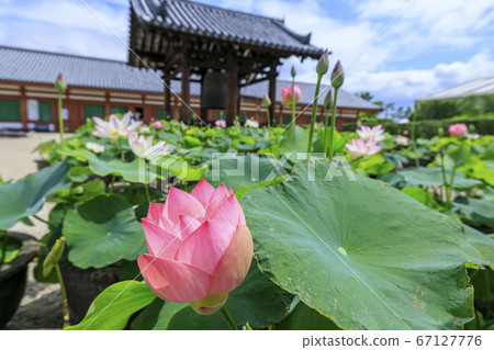 Lotus flower blooming at World Heritage Yakushiji Temple after the restoration of the east tower 67127776