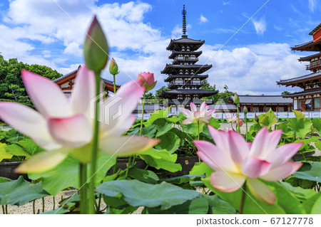 Lotus flower blooming at World Heritage Yakushiji Temple after the restoration of the east tower 67127778