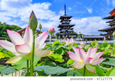 Lotus flower blooming at World Heritage Yakushiji Temple after the restoration of the east tower 67127779