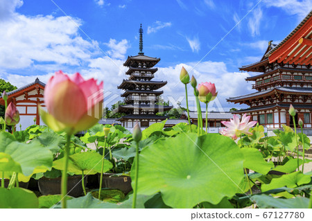 Lotus flower blooming at World Heritage Yakushiji Temple after the restoration of the east tower 67127780