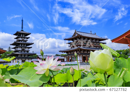 Lotus flower blooming at World Heritage Yakushiji Temple after the restoration of the east tower 67127782