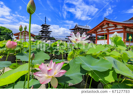Lotus flower blooming at World Heritage Yakushiji Temple after the restoration of the east tower 67127783