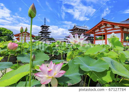 Lotus flower blooming at World Heritage Yakushiji Temple after the restoration of the east tower 67127784