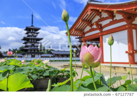 Lotus flower blooming at World Heritage Yakushiji Temple after the restoration of the east tower 67127787