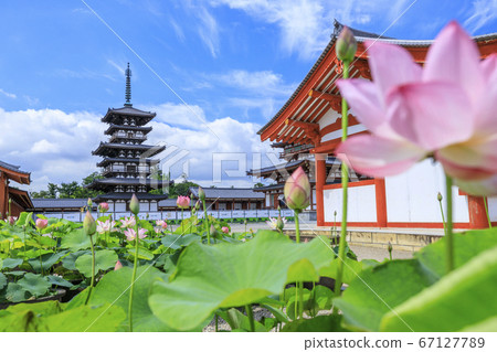 Lotus flower blooming at World Heritage Yakushiji Temple after the restoration of the east tower 67127789
