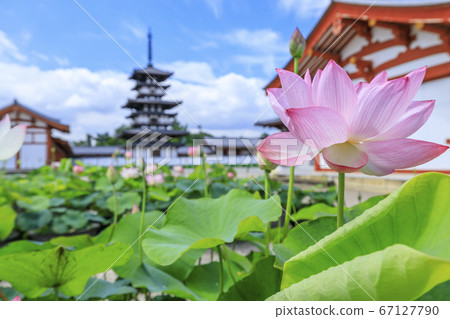 Lotus flower blooming at World Heritage Yakushiji Temple after the restoration of the east tower 67127790