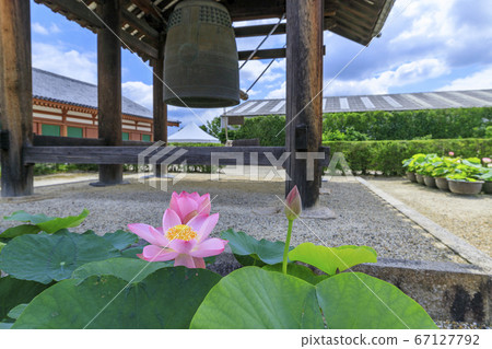 Lotus flower blooming at World Heritage Yakushiji Temple after the restoration of the east tower 67127792