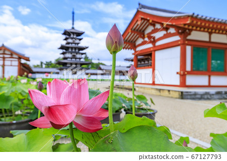 Lotus flower blooming at World Heritage Yakushiji Temple after the restoration of the east tower 67127793