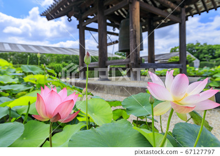 Lotus flower blooming at World Heritage Yakushiji Temple after the restoration of the east tower 67127797