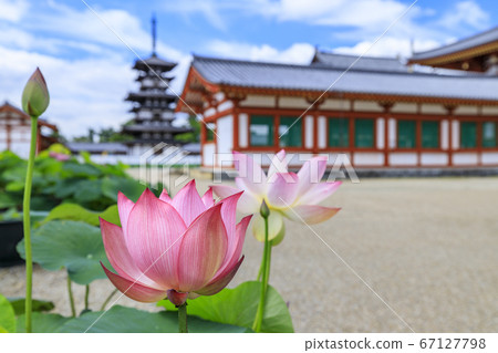 Lotus flower blooming at World Heritage Yakushiji Temple after the restoration of the east tower 67127798