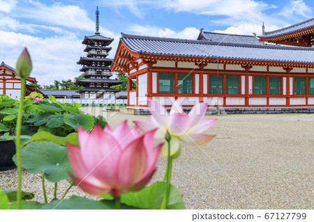 Lotus flower blooming at World Heritage Yakushiji Temple after the restoration of the east tower 67127799