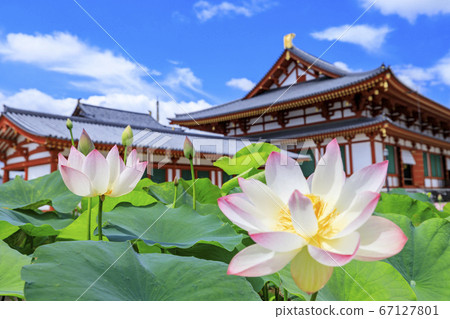 Lotus flower blooming at World Heritage Yakushiji Temple after the restoration of the east tower 67127801
