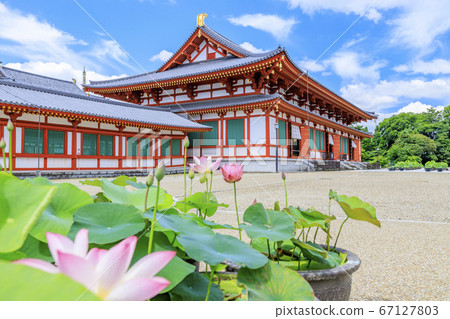 Lotus flower blooming at World Heritage Yakushiji Temple after the restoration of the east tower 67127803