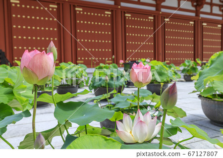 Lotus flower blooming at World Heritage Yakushiji Temple after the restoration of the east tower 67127807