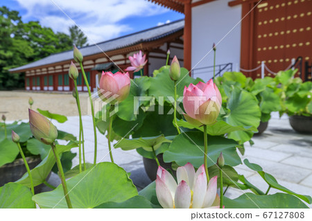 Lotus flower blooming at World Heritage Yakushiji Temple after the restoration of the east tower 67127808