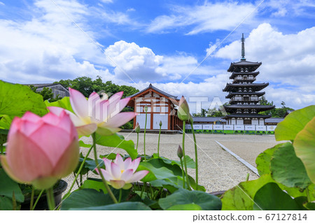 Lotus flower blooming at World Heritage Yakushiji Temple after the restoration of the east tower 67127814