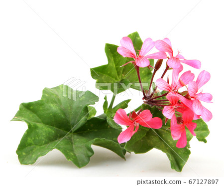 Geranium Pelargonium Flowers 67127897