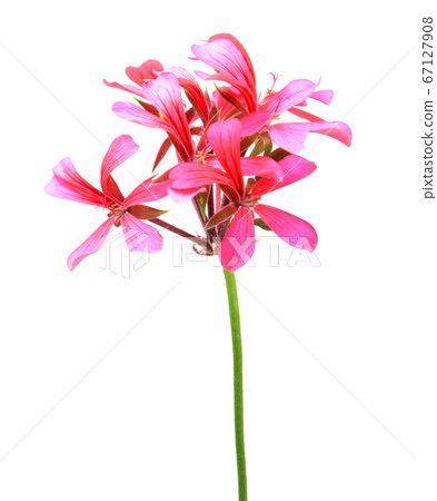 Geranium Pelargonium Flowers 67127908