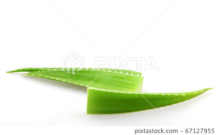 Aloe vera plant isolated on white 67127955