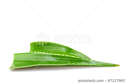 Aloe vera plant isolated on white Aloe vera plant isolated on white 67127965