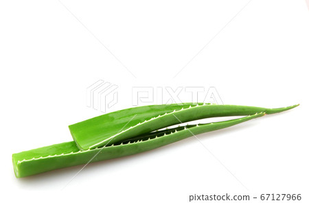 Aloe vera plant isolated on white 67127966