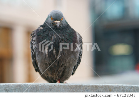 bird, pigeon, dove 67128345