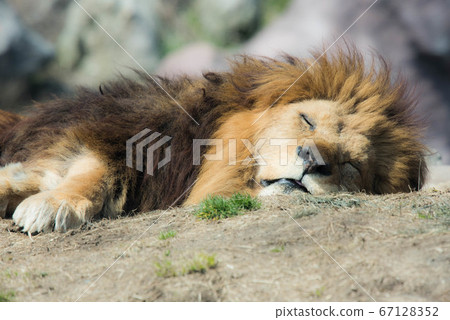 The lion is sleeping 67128352