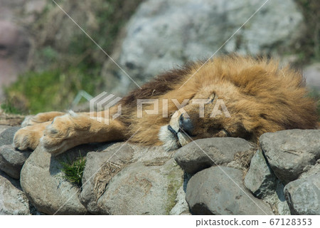 獅子在睡覺 67128353