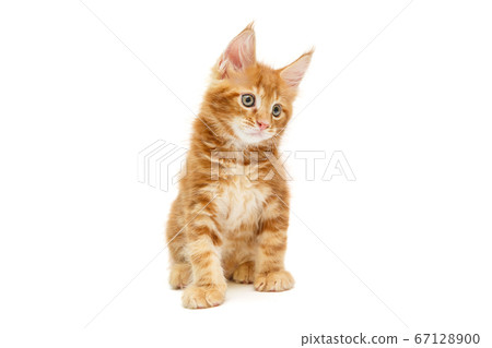 Small red Maine Coon kitten 67128900