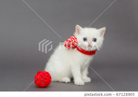 White British kitten in a red scarf 67128905