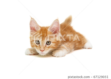 small white British kitten lies small white British kitten lies 67129031