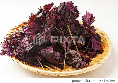 Akushisu Akushisu 67129166