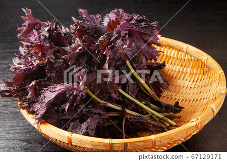 紅紫蘇 紅紫蘇 67129171