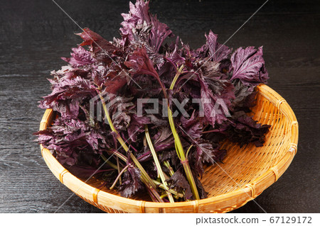 紅紫蘇 紅紫蘇 67129172