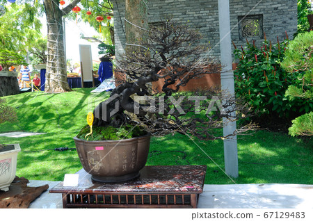 PUTRAJAYA, MALAYSIA -MAY 30, 2016: Bonsai tree display for public during Royal Floria Putrajaya 2016 in Putrajaya, Malaysia. 67129483