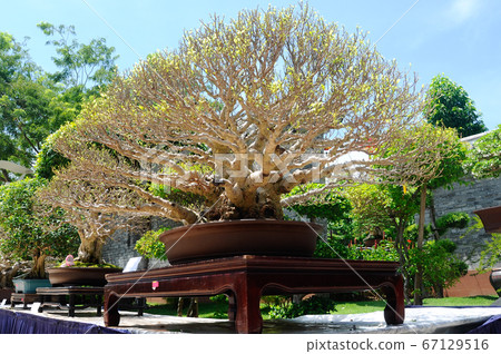PUTRAJAYA, MALAYSIA -MAY 30, 2016: Bonsai tree display for public during Royal Floria Putrajaya 2016 in Putrajaya, Malaysia. PUTRAJAYA, MALAYSIA -MAY 30, 2016: Bonsai tree display for public during Royal Floria Putrajaya 2016 in Putrajaya, Malaysia. 67129516