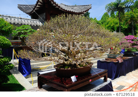 PUTRAJAYA, MALAYSIA -MAY 30, 2016: Bonsai tree display for public during Royal Floria Putrajaya 2016 in Putrajaya, Malaysia. PUTRAJAYA, MALAYSIA -MAY 30, 2016: Bonsai tree display for public during Royal Floria Putrajaya 2016 in Putrajaya, Malaysia. 67129518