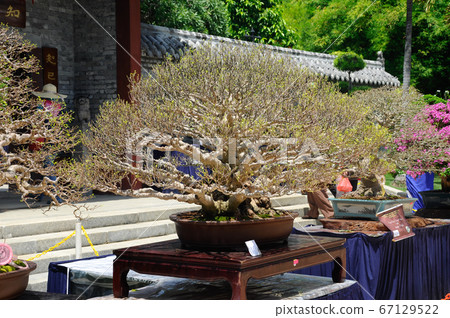 PUTRAJAYA, MALAYSIA -MAY 30, 2016: Bonsai tree display for public during Royal Floria Putrajaya 2016 in Putrajaya, Malaysia. PUTRAJAYA, MALAYSIA -MAY 30, 2016: Bonsai tree display for public during Royal Floria Putrajaya 2016 in Putrajaya, Malaysia. 67129522