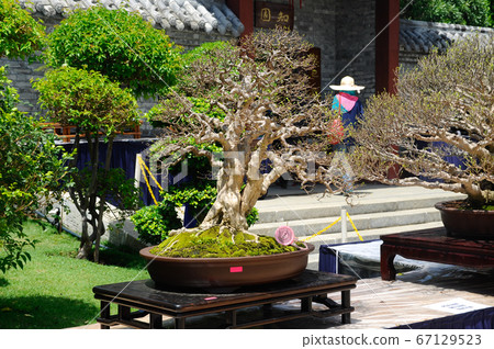 PUTRAJAYA, MALAYSIA -MAY 30, 2016: Bonsai tree display for public during Royal Floria Putrajaya 2016 in Putrajaya, Malaysia. 67129523