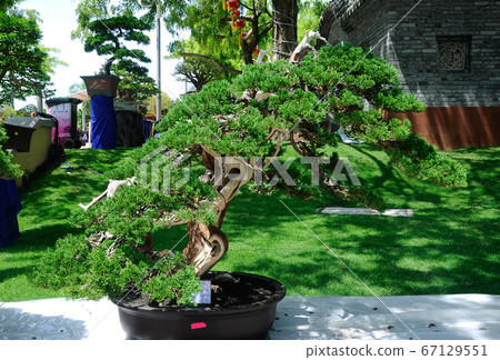 PUTRAJAYA, MALAYSIA -MAY 30, 2016: Bonsai tree display for public during Royal Floria Putrajaya 2016 in Putrajaya, Malaysia. PUTRAJAYA, MALAYSIA -MAY 30, 2016: Bonsai tree display for public during Royal Floria Putrajaya 2016 in Putrajaya, Malaysia. 67129551