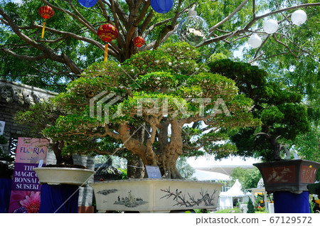 PUTRAJAYA, MALAYSIA -MAY 30, 2016: Bonsai tree display for public during Royal Floria Putrajaya 2016 in Putrajaya, Malaysia. PUTRAJAYA, MALAYSIA -MAY 30, 2016: Bonsai tree display for public during Royal Floria Putrajaya 2016 in Putrajaya, Malaysia. 67129572