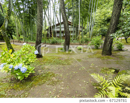 Sankeien in the rainy season (secretly blooming hydrangea is beautiful) 67129781