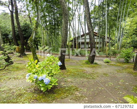 雨季的產經（秘密盛開的繡球花很美） 67129782