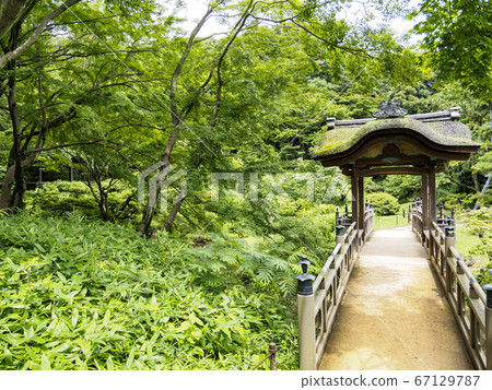 雨季的產經（秘密盛開的繡球花很美） 67129787