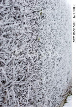 Frosted hedge during winter. 67130033