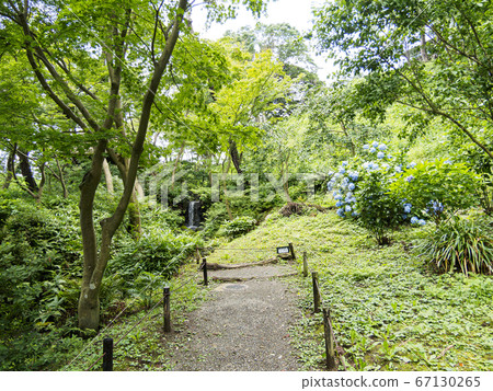 Sankeien in the rainy season (secretly blooming hydrangea is beautiful) Sankeien in the rainy season (secretly blooming hydrangea is beautiful) 67130265