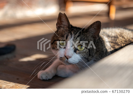 區域內的流浪貓 67130270